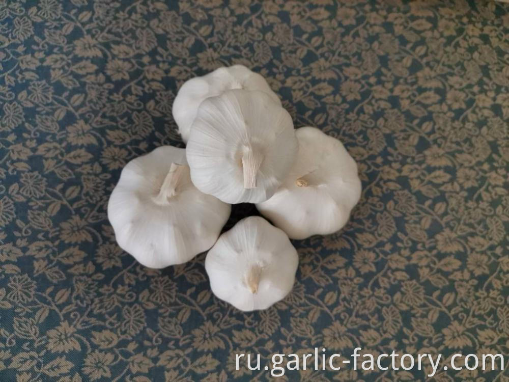 Mix Size Pure White Garlic
